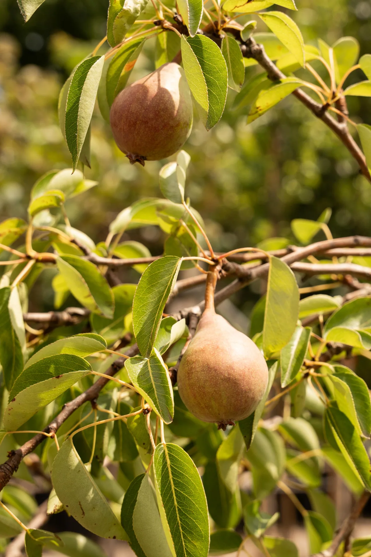 Williams peren aan de boom