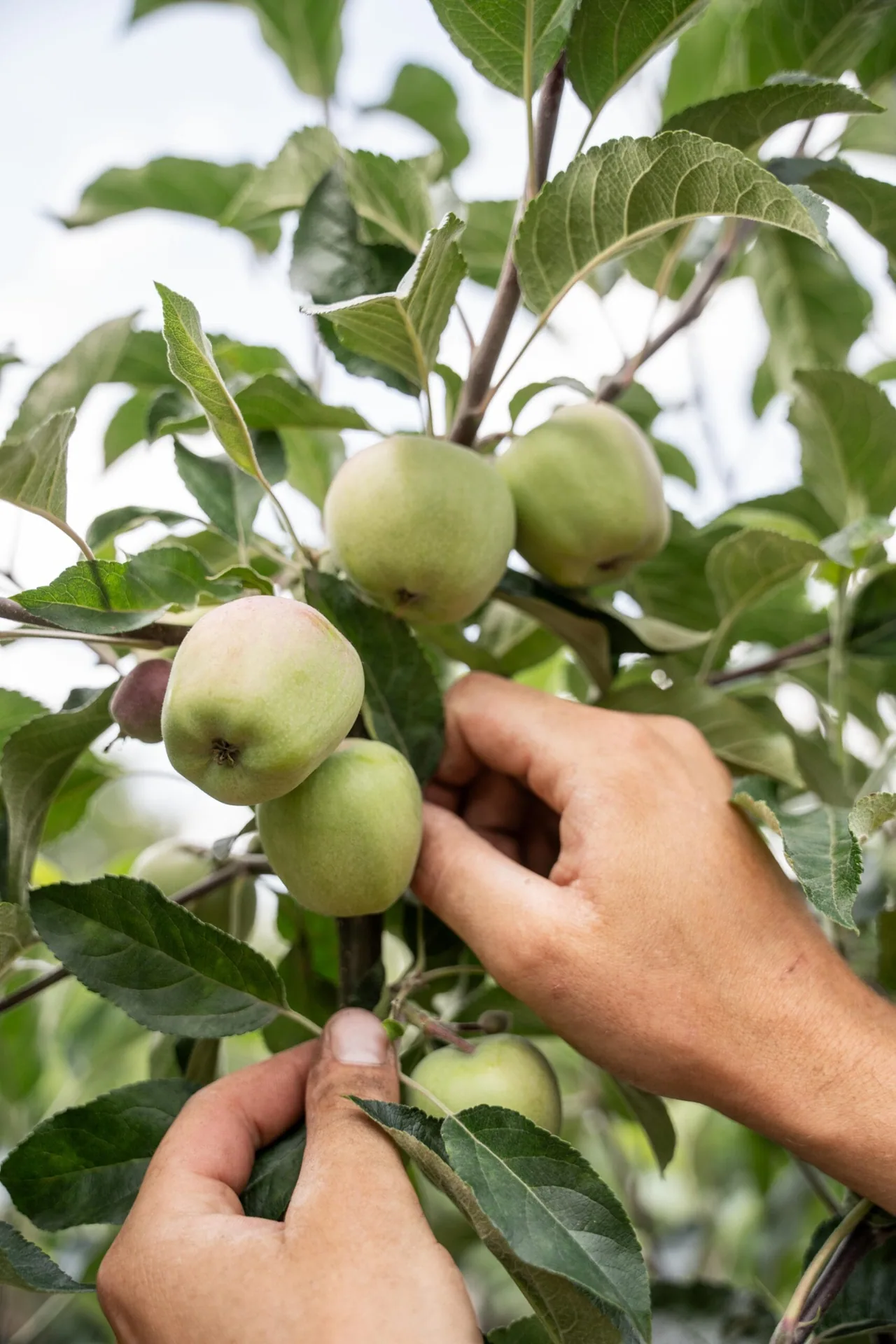 Handen plukken appels van een fruitboom