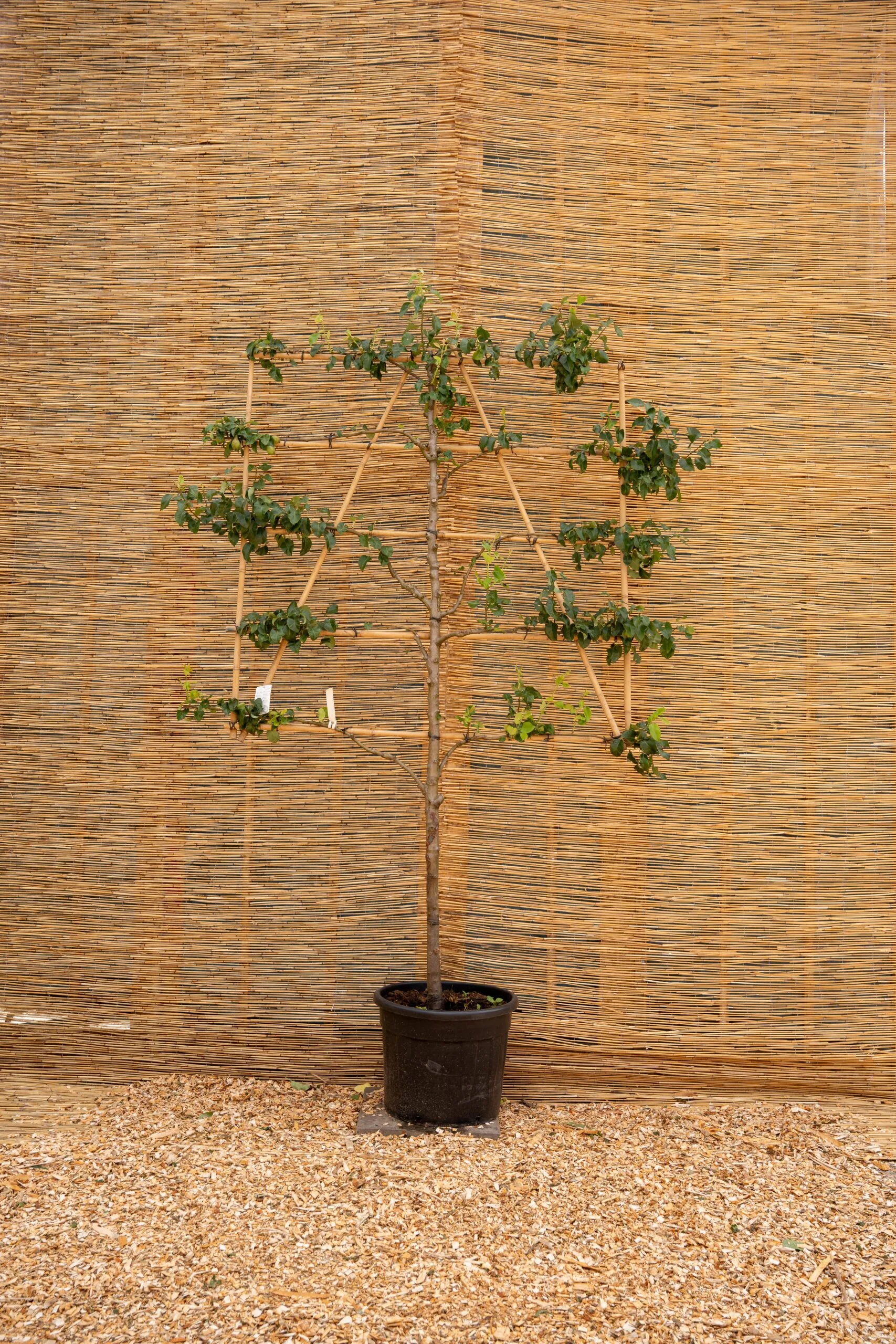 lei fruit 100 cm stam 5 etage