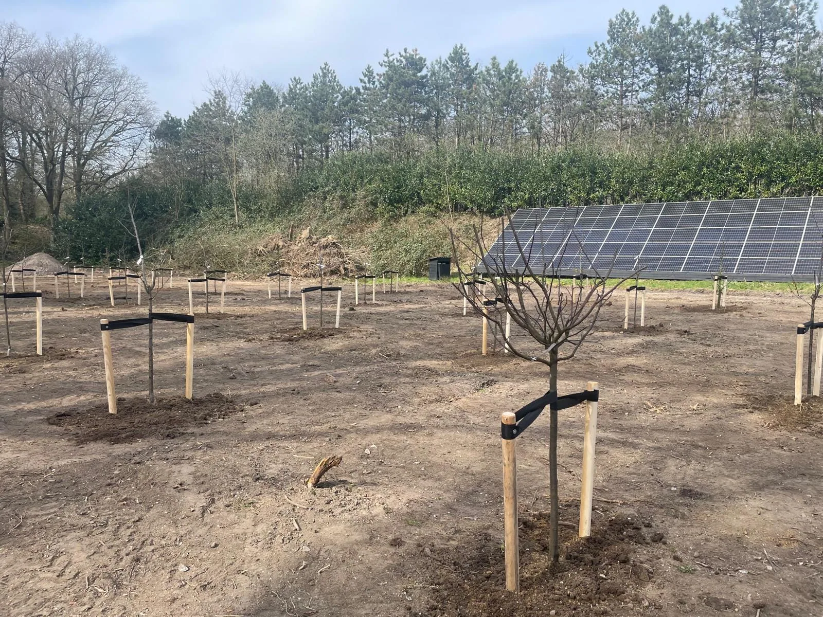 Fruitboomgaard van 40 bomen met slimme combinatie van laagstam en halfstam — foto 3
