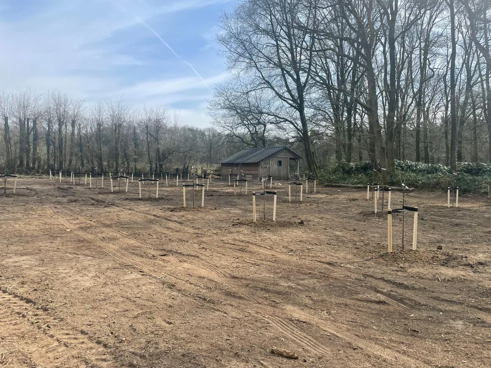 Fruitboomgaard van 40 bomen met slimme combinatie van laagstam en halfstam — foto 4