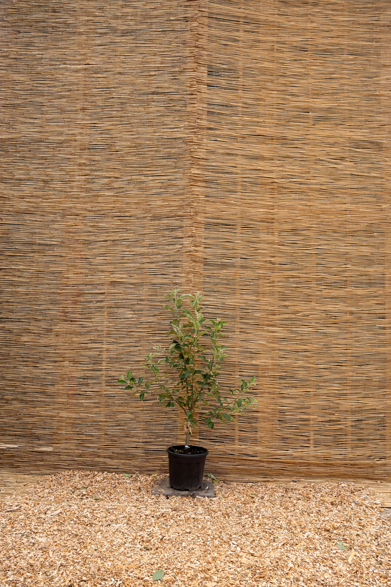 Patio fruitboom in pot voor een rietscherm