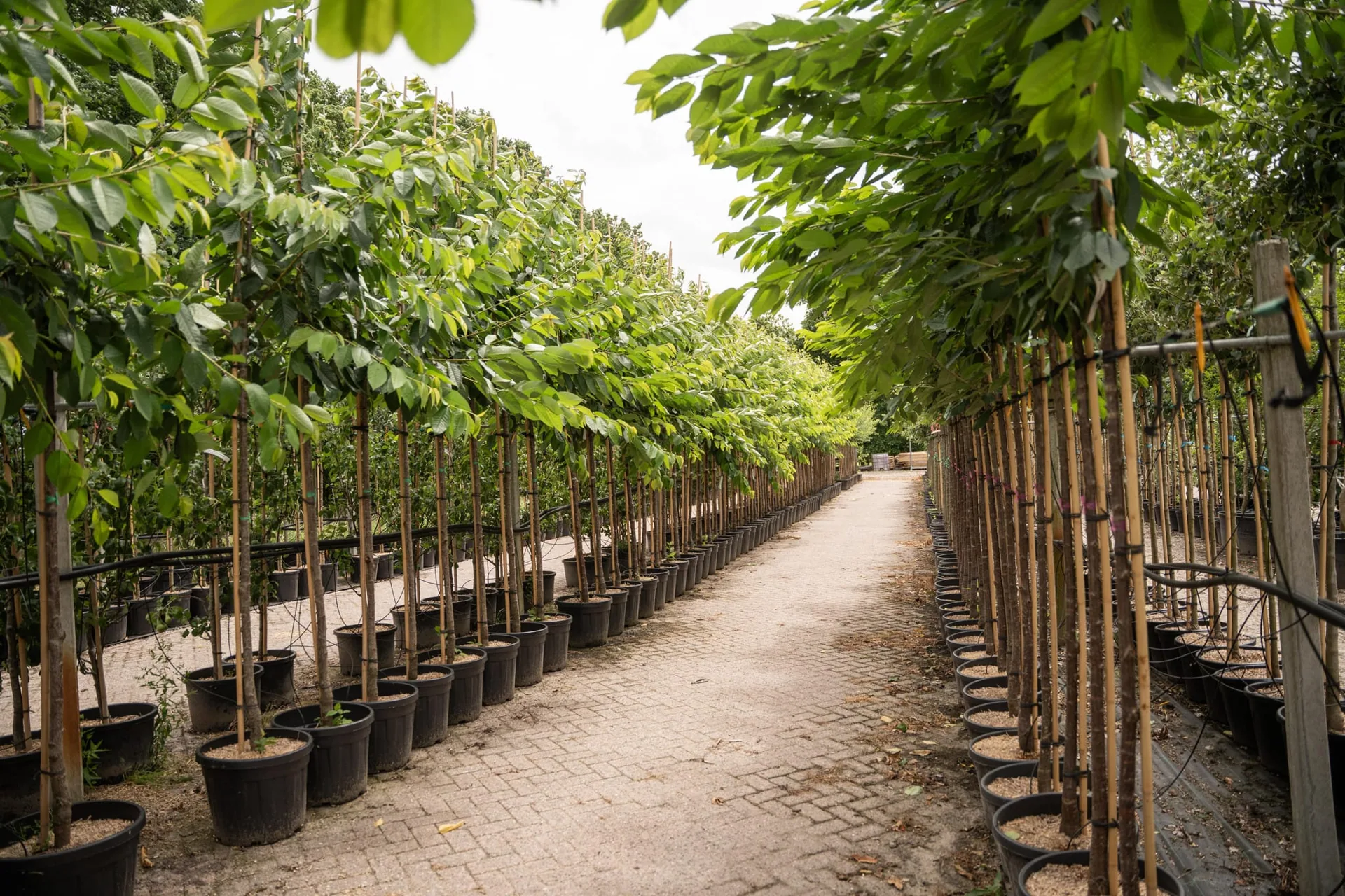 Hoogstam fruitbomen op de kwekerij