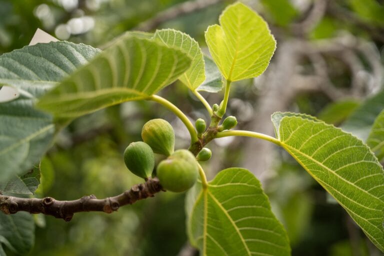 ficus carica vijg