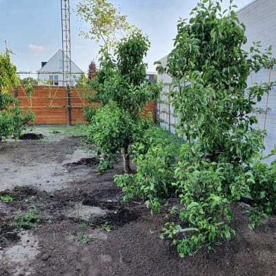 laagstam en leiboom project